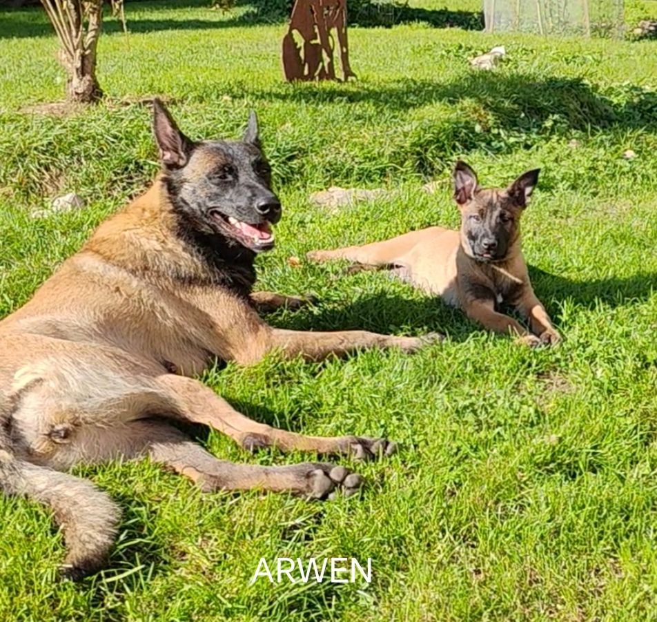 De La Souche Aux Elfes - Chiots disponibles - Berger Belge