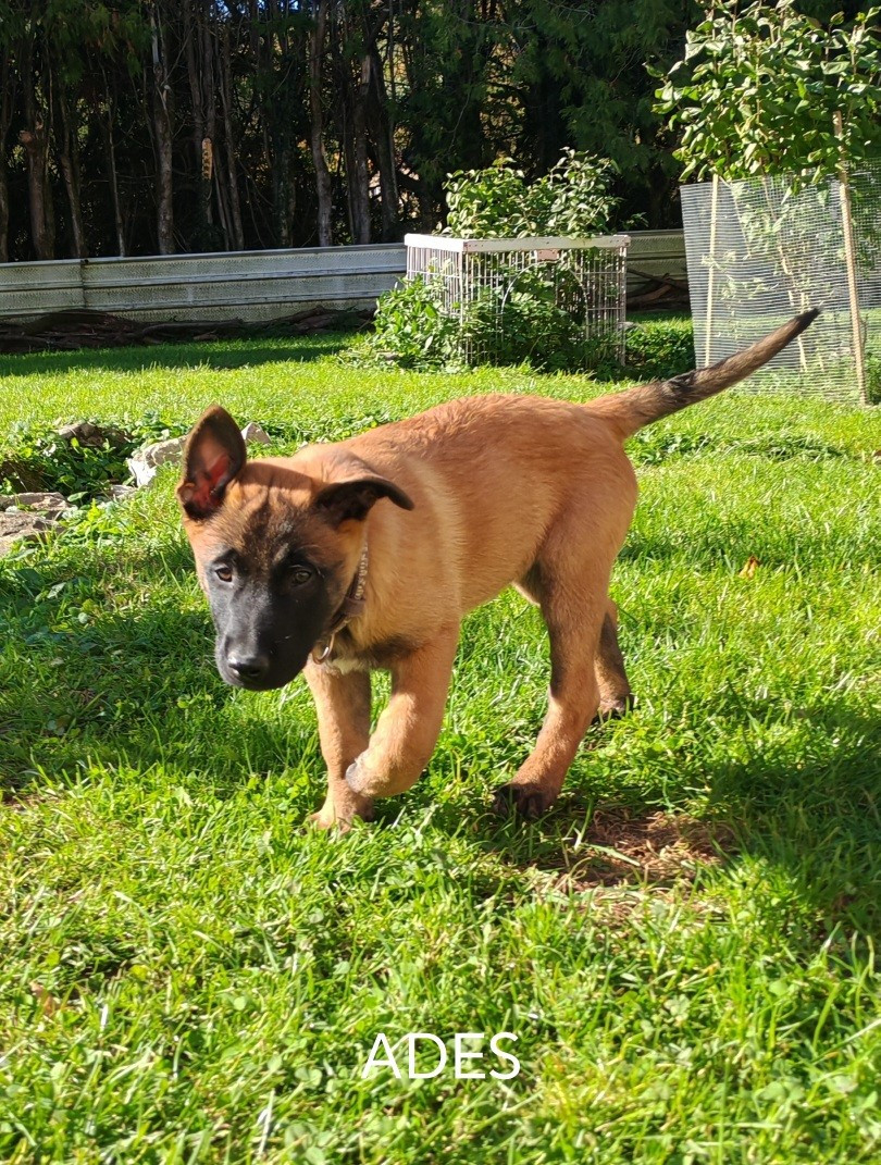De La Souche Aux Elfes - Chiots disponibles - Berger Belge