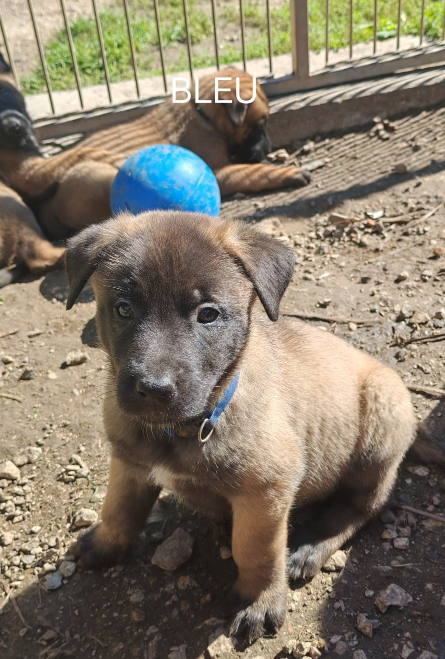 De La Souche Aux Elfes - Chiots disponibles - Berger Belge
