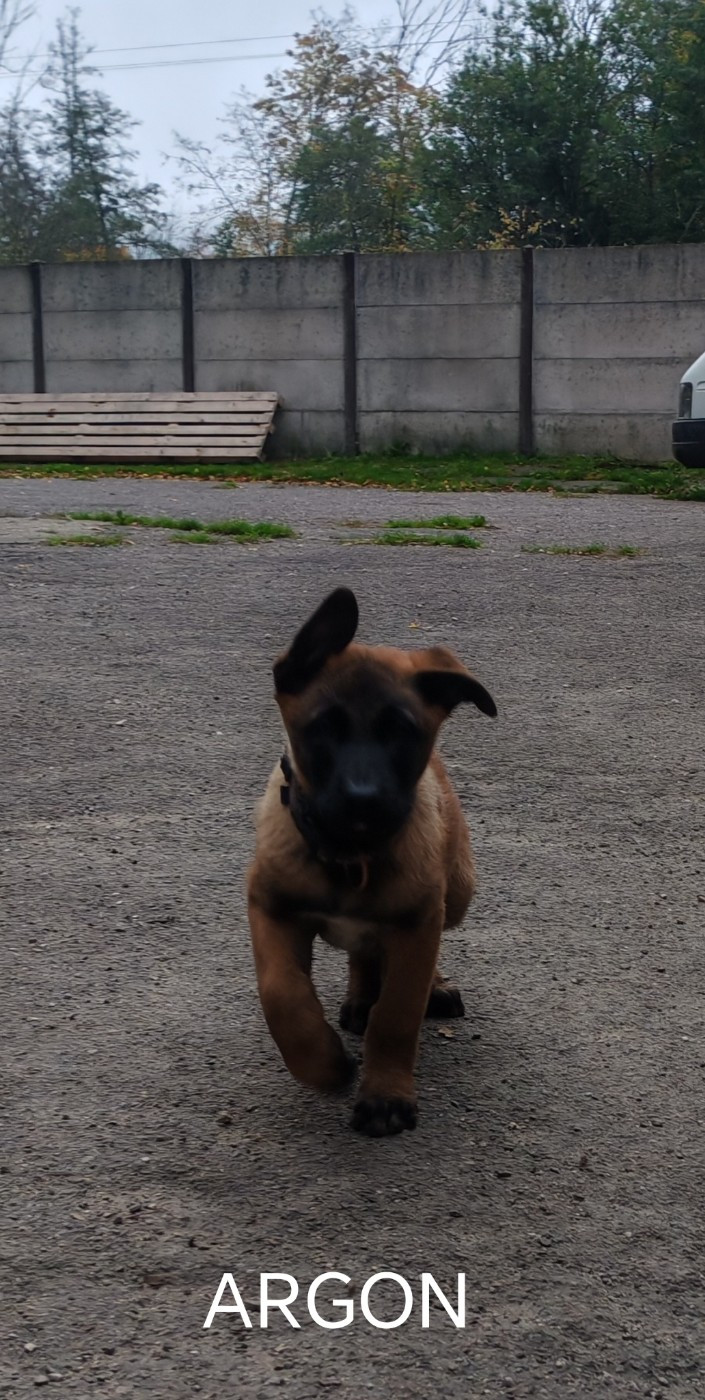 De La Souche Aux Elfes - Chiots disponibles - Berger Belge