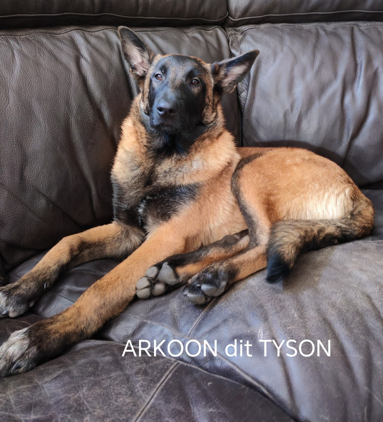 De La Souche Aux Elfes - Chiots disponibles - Berger Belge