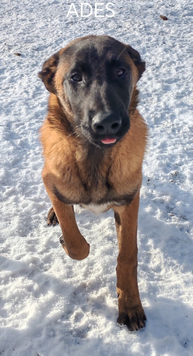 De La Souche Aux Elfes - Chiots disponibles - Berger Belge