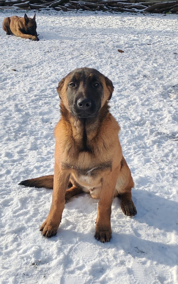 De La Souche Aux Elfes - Chiots disponibles - Berger Belge