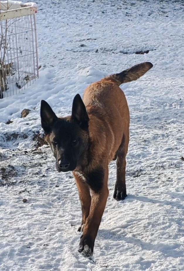 De La Souche Aux Elfes - Chiots disponibles - Berger Belge