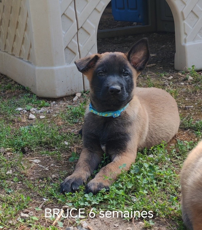 De La Souche Aux Elfes - Chiots disponibles - Berger Belge