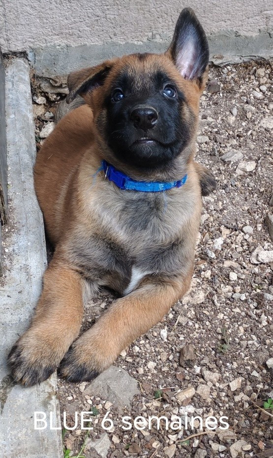 De La Souche Aux Elfes - Chiots disponibles - Berger Belge