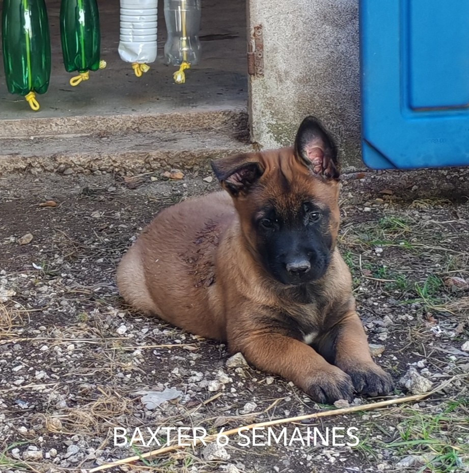 De La Souche Aux Elfes - Chiots disponibles - Berger Belge