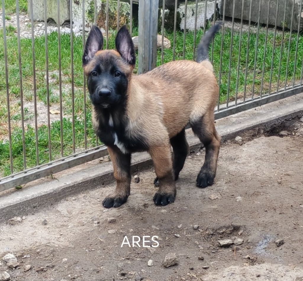 De La Souche Aux Elfes - Chiots disponibles - Berger Belge