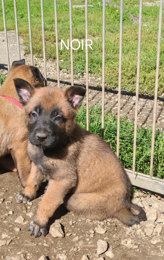 De La Souche Aux Elfes - Chiots disponibles - Berger Belge