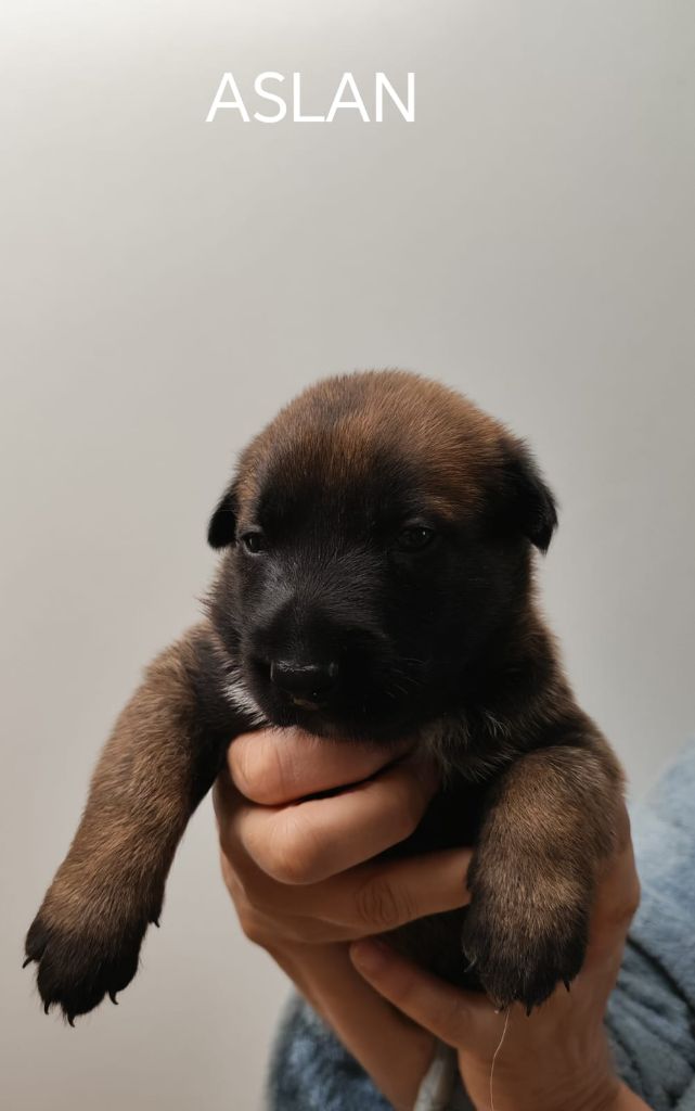 De La Souche Aux Elfes - Berger Belge - Portée née le 03/06/2025