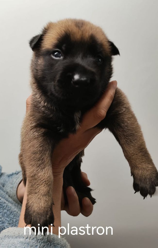 De La Souche Aux Elfes - Chiots disponibles - Berger Belge