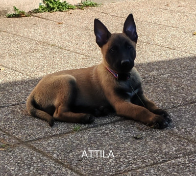 ATTILA collier bleu/blanc/rouge