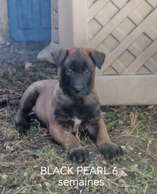 BLACK PEARL