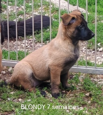 BLONDY