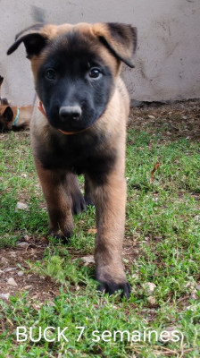 BUCK