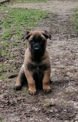 CHIOT