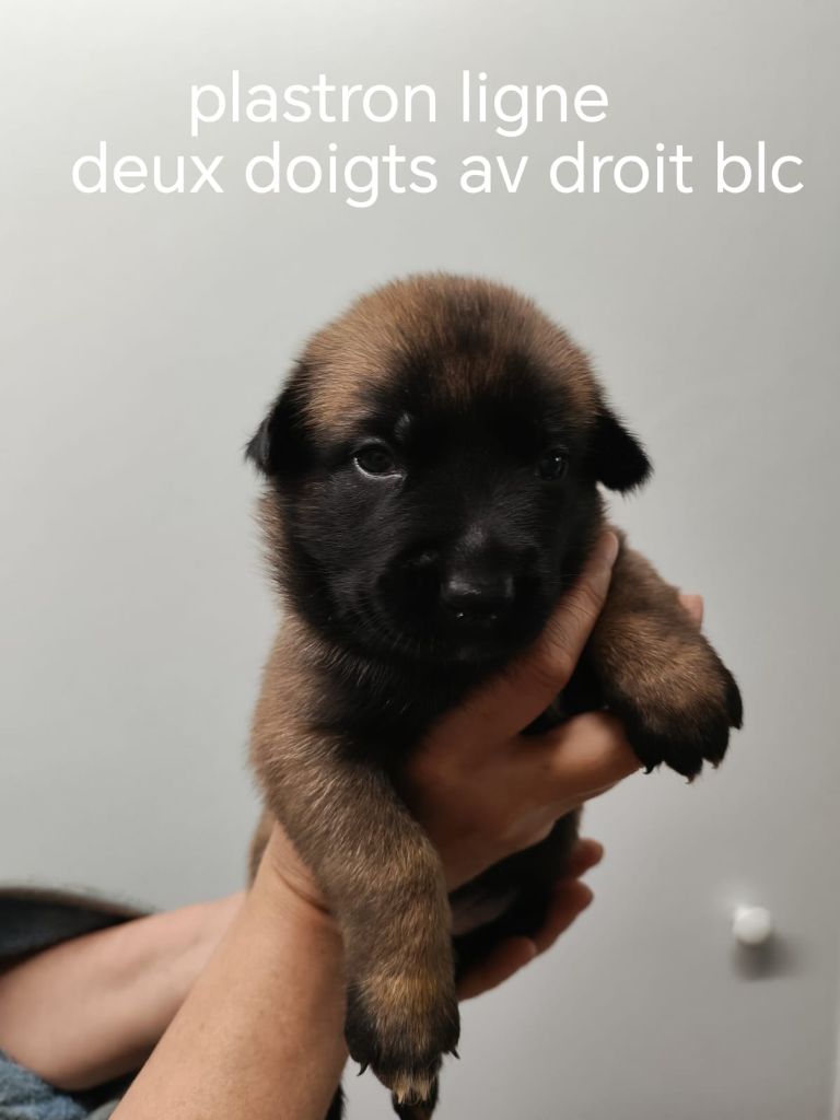 De La Souche Aux Elfes - Chiots disponibles - Berger Belge
