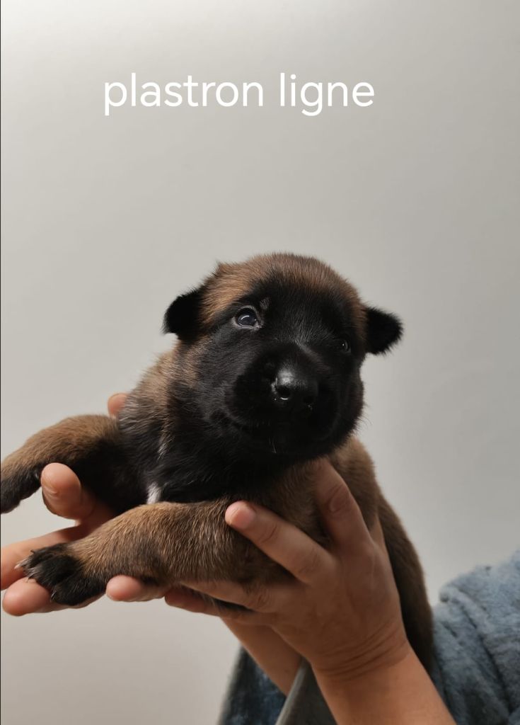 De La Souche Aux Elfes - Chiots disponibles - Berger Belge