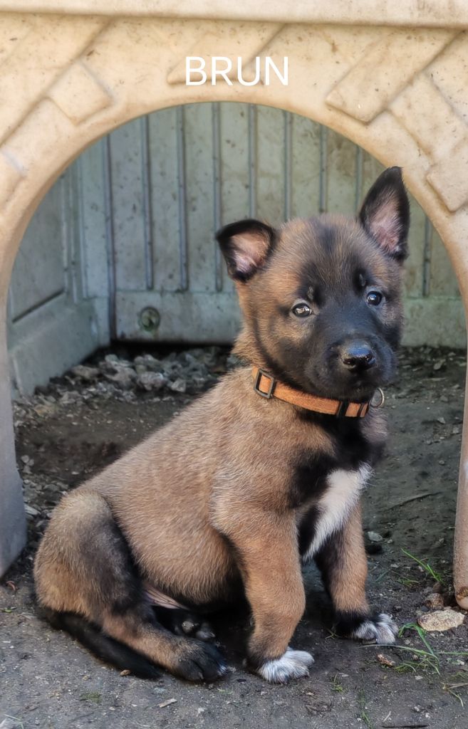 De La Souche Aux Elfes - Chiots disponibles - Berger Belge